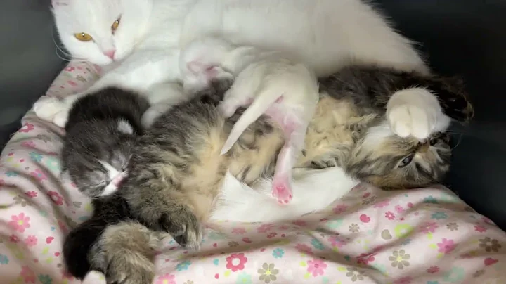 Day 6 (Mimishatam) Who's keeping the kids warm? Let's pick out names 🥰