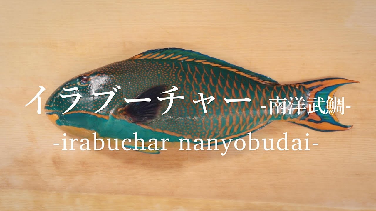 イシミーバイ カンモンハタ のさばき方 How To Filet Honeycomb Grouper 日本さばけるプロジェクト 海と日本プロジェクト Youtube