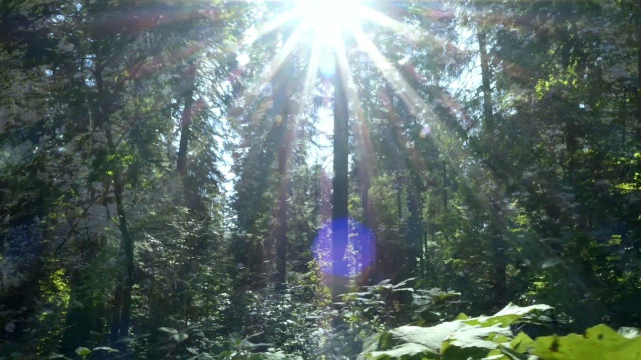 Cinematic Forest in October - shot with Lumix GH6 + OM System M.Zuiko Digital ED 7-14mm f/2.8 PRO