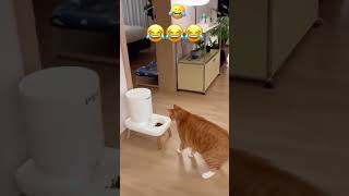 Best Funny Cat and..