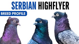 Serbian Highflyer Pigeon Breed Profile - History - Serbian Highflyer Pigeon Health Issues Price