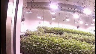 Police seize $32M in illegal cannabis, dismantle criminal organization