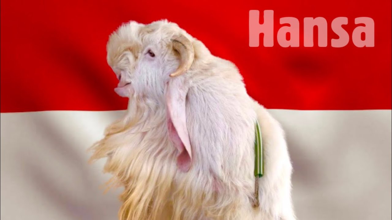 Indonesian Etawah Look Wala Hansa Bakra at Choudhary Goat Farm Mumbai