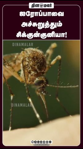 ஐரோப்பாவை அச்சுறுத்தும் சிக்குன்குனியா! #Chikungunya #ChikungunyaVirus