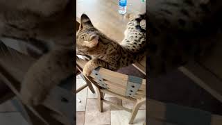 Meet Rarri our F1 Savannah cat by Lavish Savannah’s 209 views 3 years ago 1 minute, 2 seconds