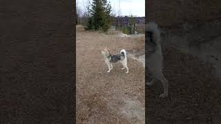 видео: Гуляю с собакой,сел телефон. картинка: Гуляю с собакой,сел телефон.