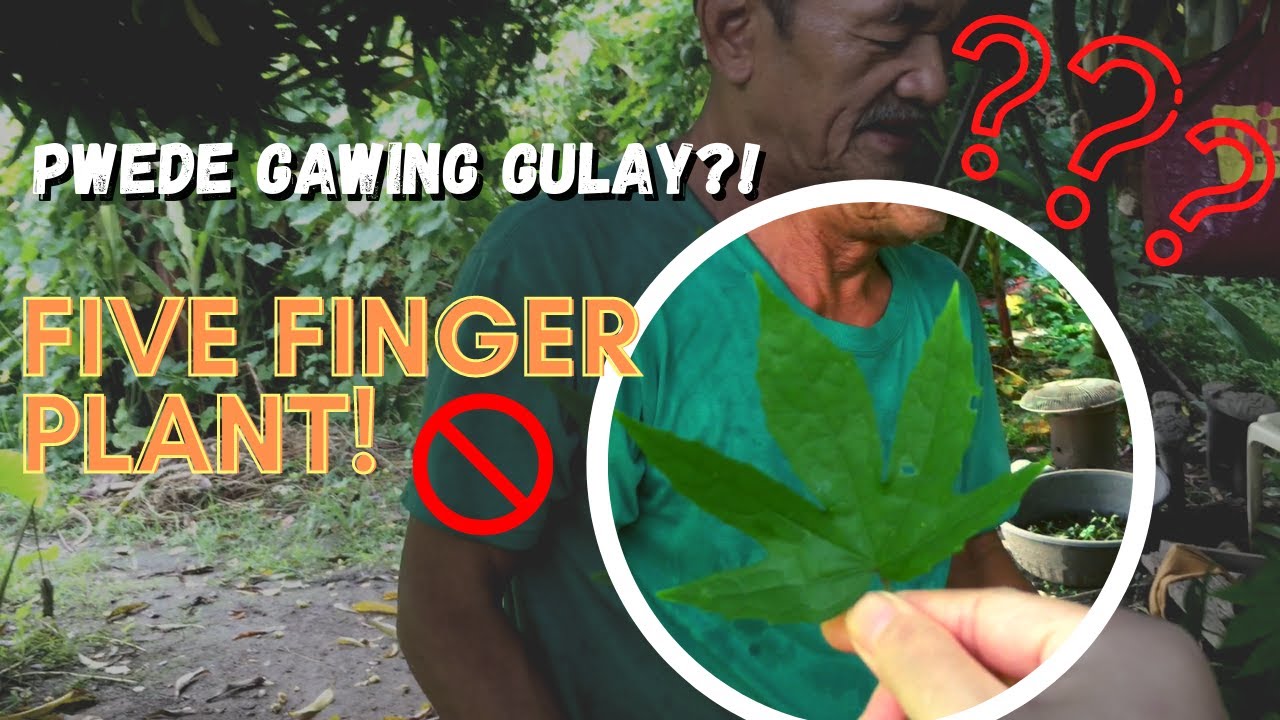 FIVE FINGER PLANT pwede gawing GULAY?! GUBAT SA SYUDAD YouTube