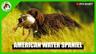 Uncovering the Secrets of the Rare American Water Spaniel by Pets Aplenty 729 views 1 year ago 10 minutes, 27 seconds