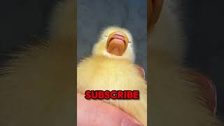 bebek ini bisa tidur satu mata terbuka?