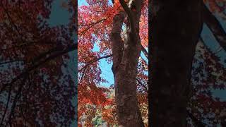 Download Lagu Kōyō MP3