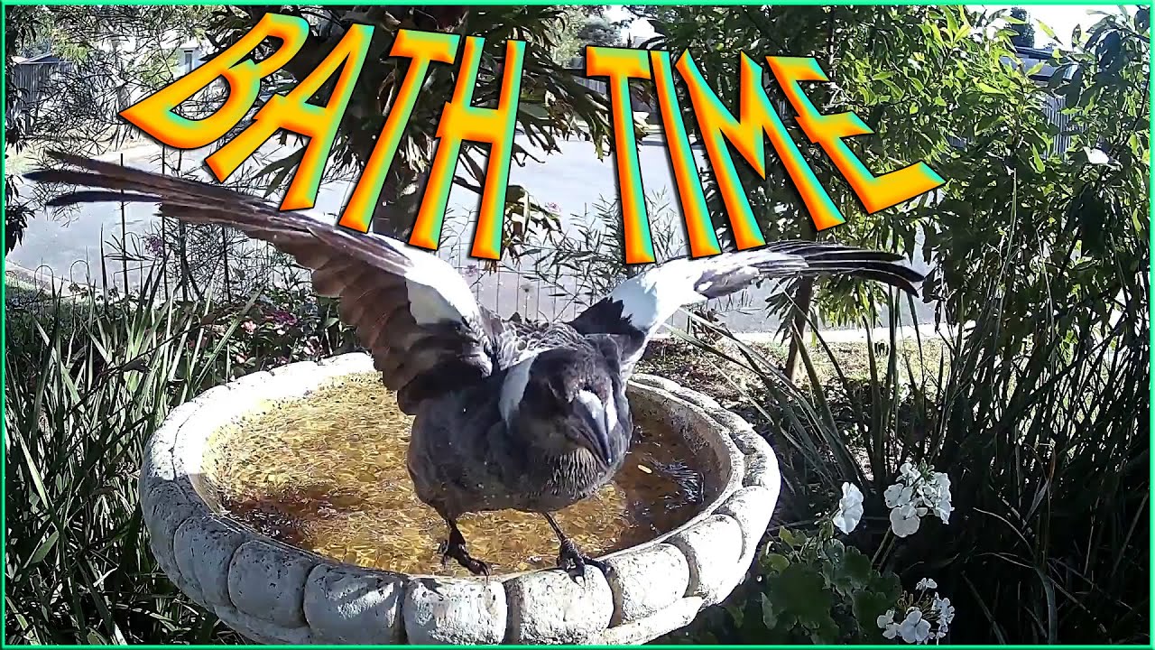 At the Bird Bath. YouTube