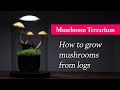 How to grow mushrooms from small logs in a terrarium