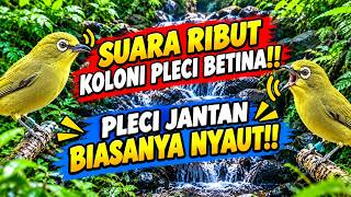 SUARA RIBUT KOLONI PLECI BETINA MEMANGGIL PLECI JANTAN | PLECI JANTAN BIASANYA AUTO RESPON NYAUT