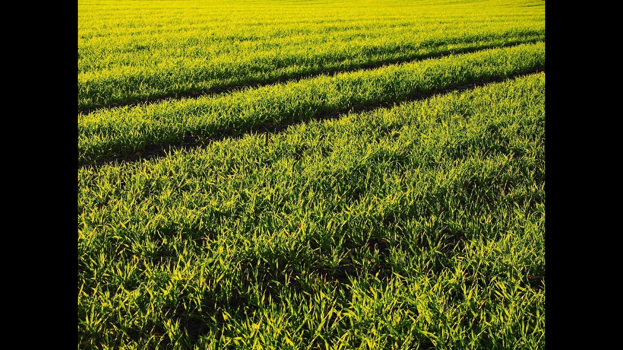 Los Profesionales del Agro 2026 - Capítulo 1