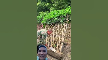 Hàng Rào Cây Cảnh Siêu Đẹp #landscape