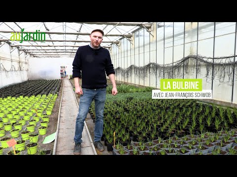 Vidéo: Bulbine Care - Conseils pour faire pousser des fleurs bulbines