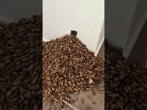 Pájaro carpintero esconde