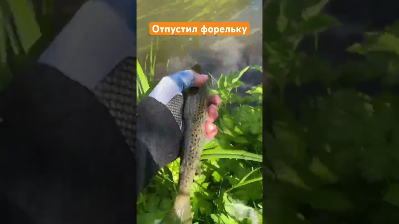 ⁣Свобода #рыбалка #catchandrelease #поймалотпусти #fish #природа #fishing #рыба #browntrout #форель