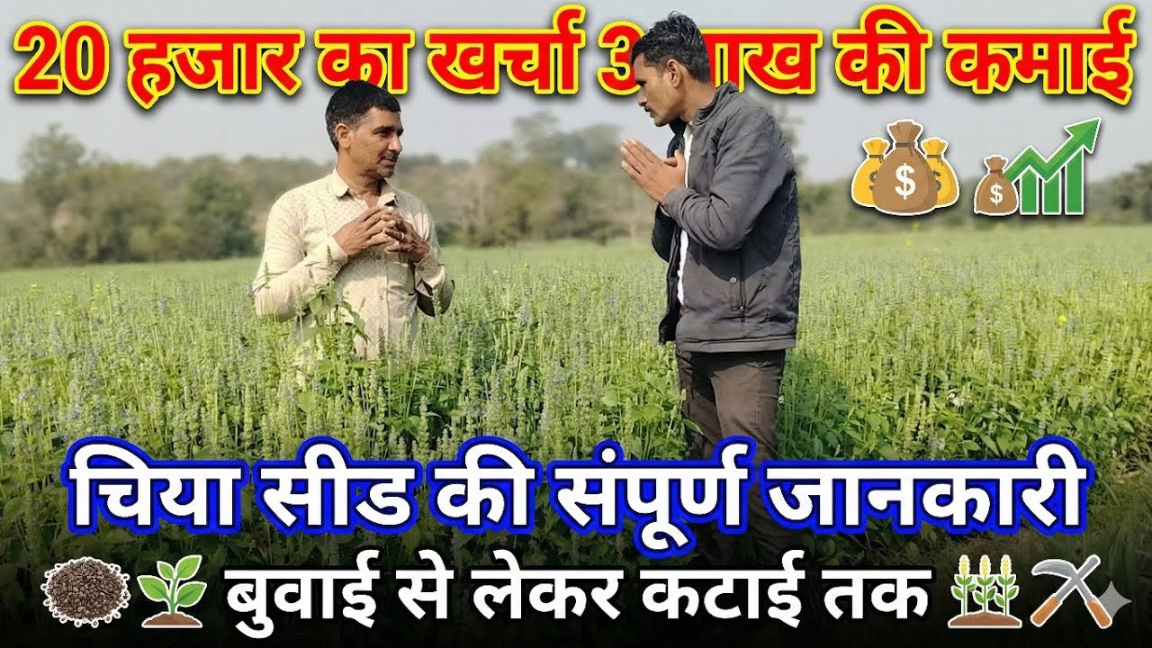 चिया सीड की खेती: 20 हजार लगाकर कमाएं 3 लाख! | Chia Seed Farming Full Guide