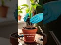 The Right Way to Repot a Plant #Repotting #PlantCare101 #IndoorPlants #PlantTips #PlantShorts