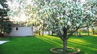 Видео Какие деревья я посадил рядом с домом (автор: Богдан Рибак)