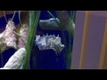 Cuttlefish tank - Anchorage Museum