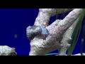 Cuttlefish tank - Anchorage Museum