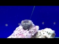 Cuttlefish tank - Anchorage Museum