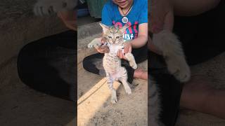 dancing cat 😸😹❣️ #cat #catdance #catlovers #funny #youtube #youtubeshorts #viral #viralvideo
