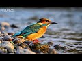 🔴 LIVE 24/7: Calm Piano & Spring Birdsong 🌿 Deep Relaxation Music for Anxiety