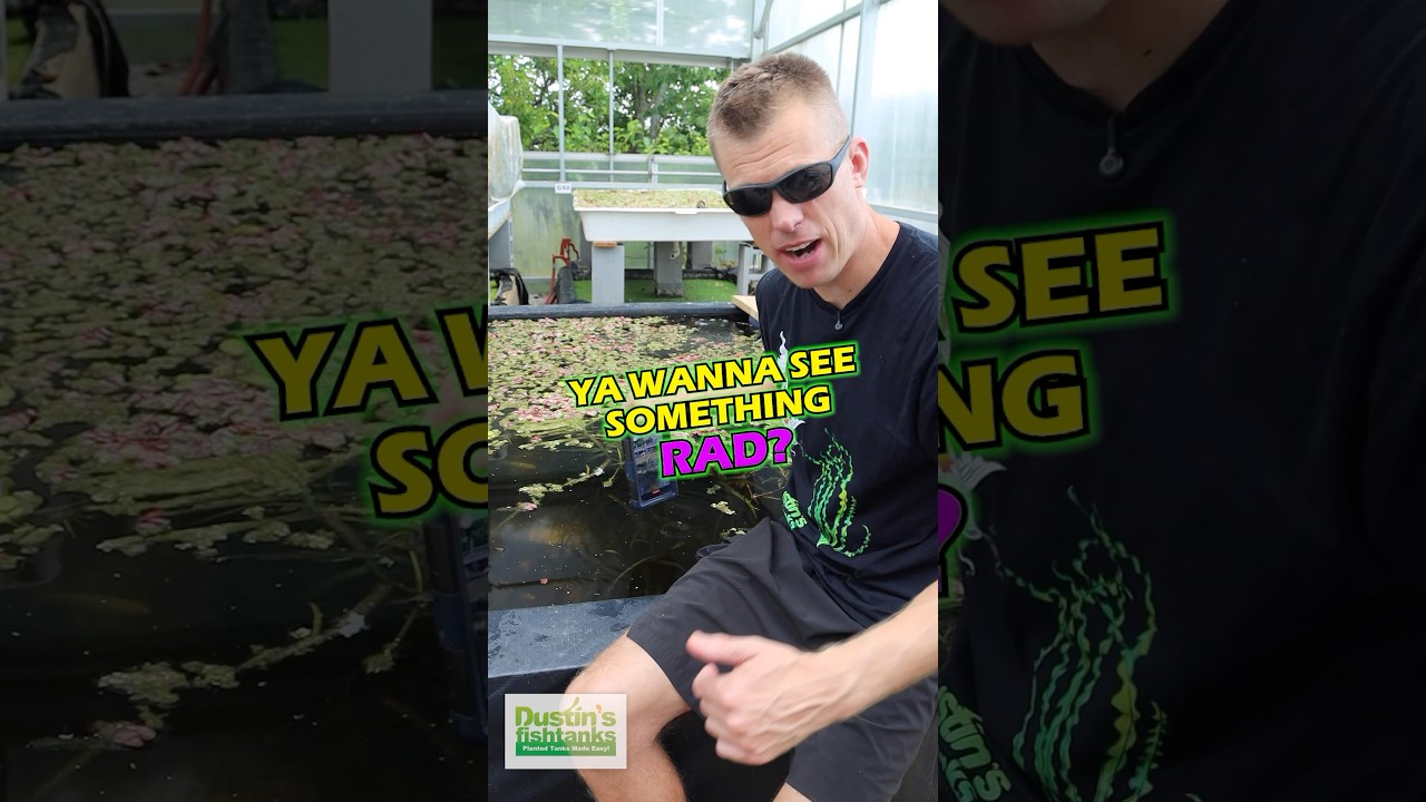 Breeding Tilapia In The Leopard Val Basin