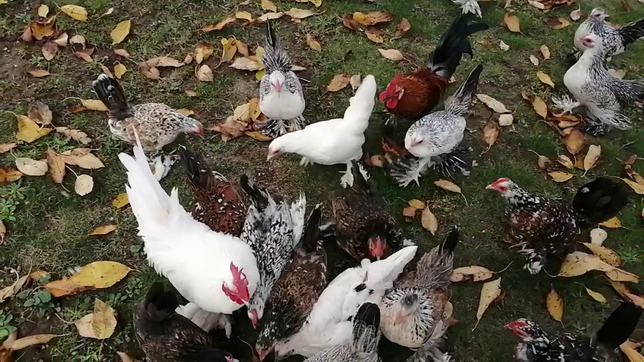 Chickens - YouTube