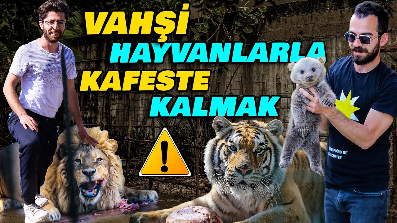 САМЫЕ ТВОРЧЕСКИЕ ЖИВОТНЫЕ | Мы накормили крокодила, льва и тигра!