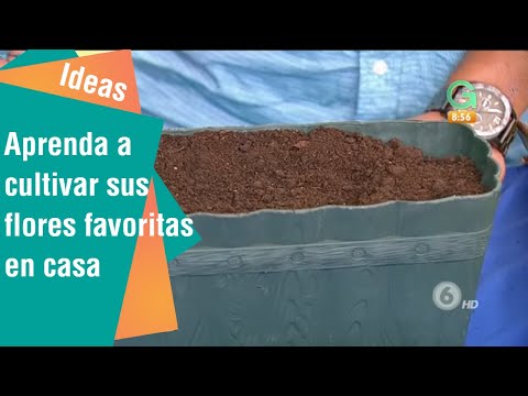 Video: Agrimony Herb Care - ¿Cuáles son las condiciones de cultivo de Agrimony?