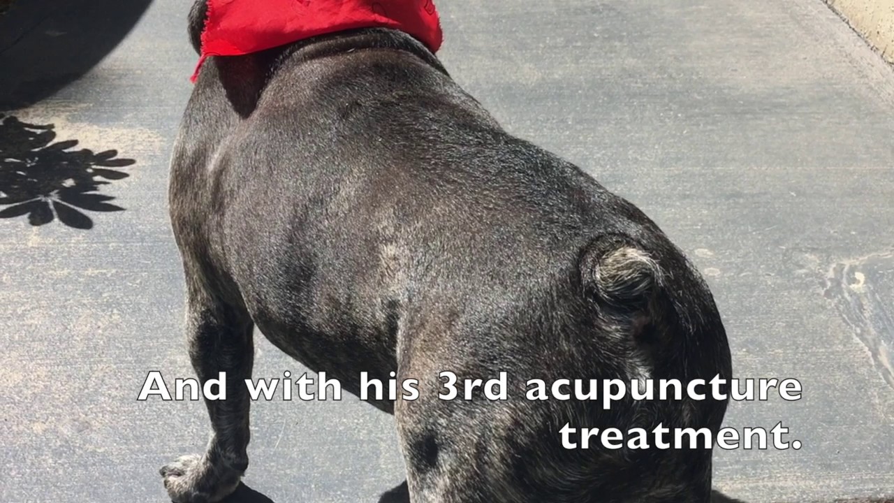 Tigr acupuncture treatment IVDD painful ataxic dog YouTube