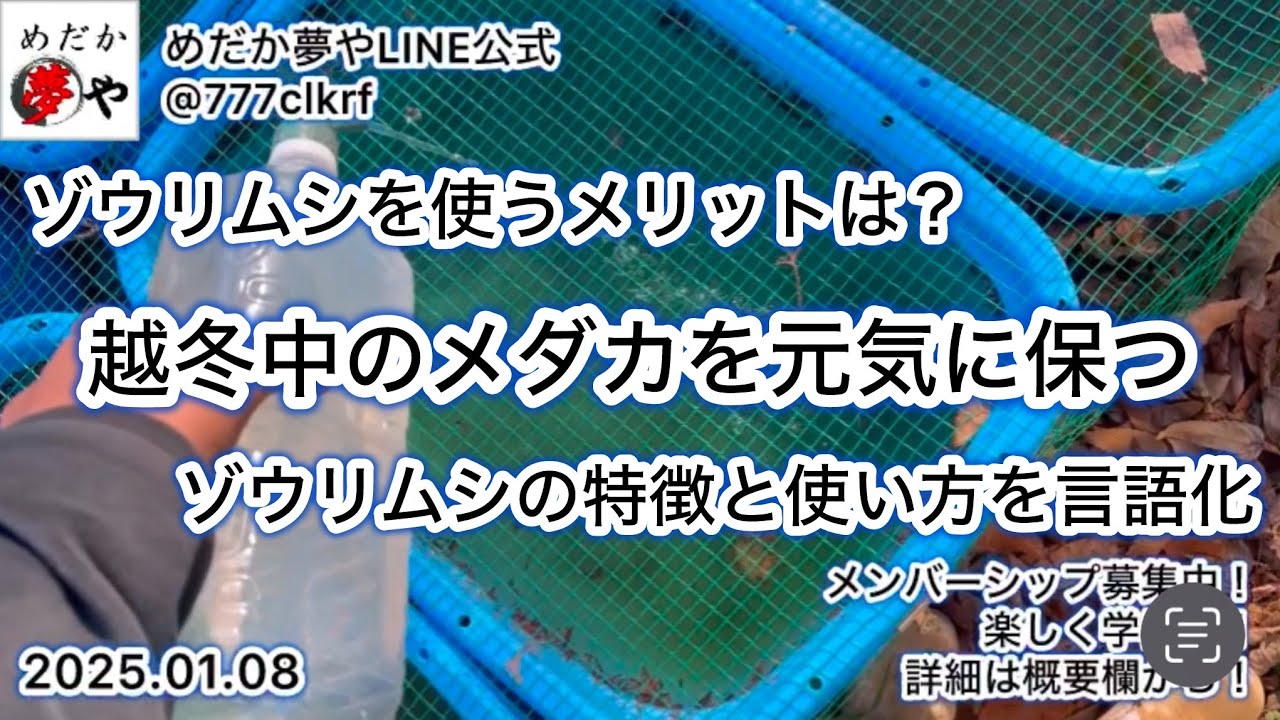 ゾウリムシの特徴とメダカに使うメリット、ゾウリムシ増やし方【メダカ飼育】