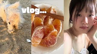 vlog) 강아지 집사가 부러운 고영집사의 브이로그. 그리고 이리저리 일상