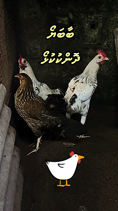 Kids dhivehi song & bandhi by fatima: baabayo dhon kukulho