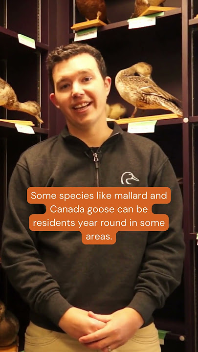 Duck Doctors #Shorts | Why do some ducks stay north in the winter?