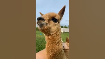 Alpacaly Ever After: A Baby Alpaca Walk on the Farm #shorts #short