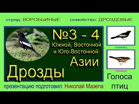 Звонкие голоса птиц. Голоса птиц. Голос дрозда птицы. Звуки голосов птиц. Дрозд звук.