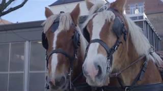 Sint In Vilvoorde Markt