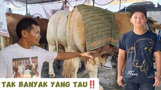 Sapi Dari SETIA FARM Ikut Kontes Sapi APPSI di Kemayoran‼️