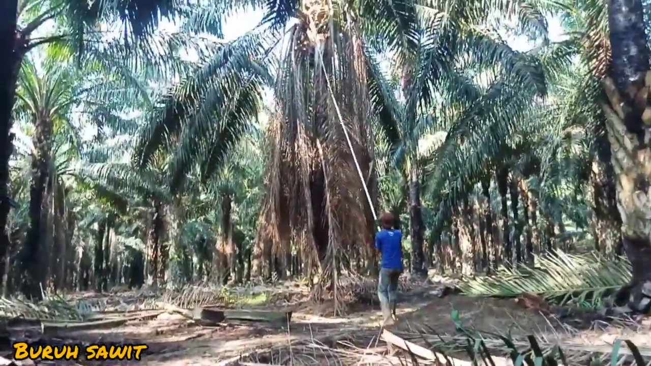 Pruning pokok tinggi  yang teruk YouTube