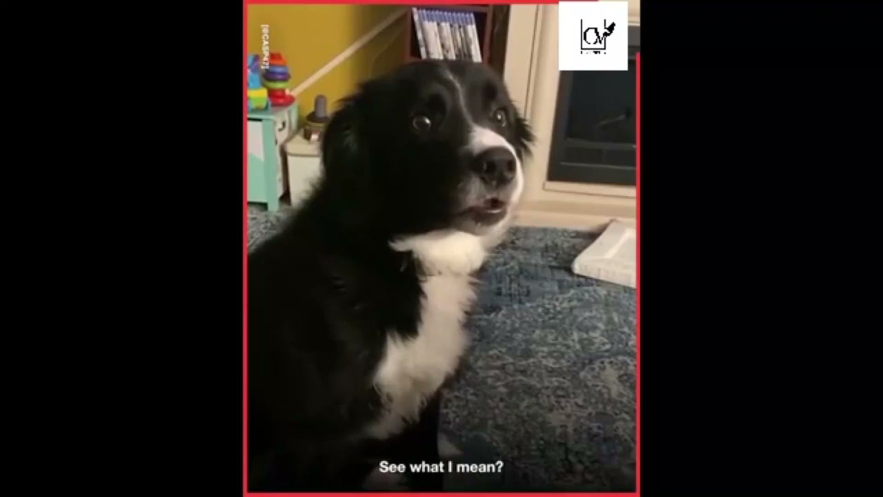 Casper The Talking Dog Part 3 Dog Funny Cute Youtube
