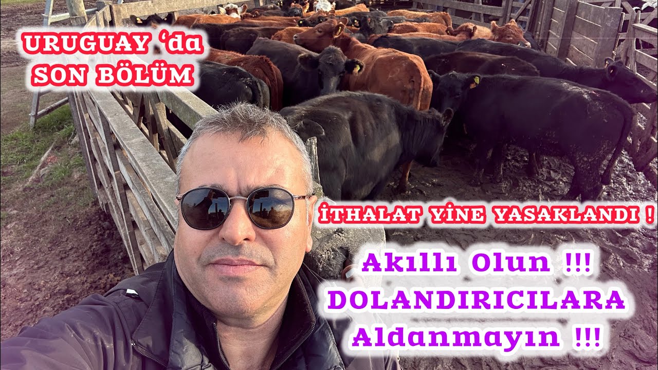 URUGUAY ‘da #angus #hereford SEÇİMLERİNİN SON GÜNÜNDEYİM ! uyarıyorum ! DOLANDIRICILARA DİKKAT !