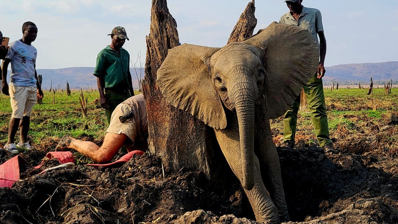 Full Video - Elephant Rescued After Getting Trapped Between 2 Tree Trunks