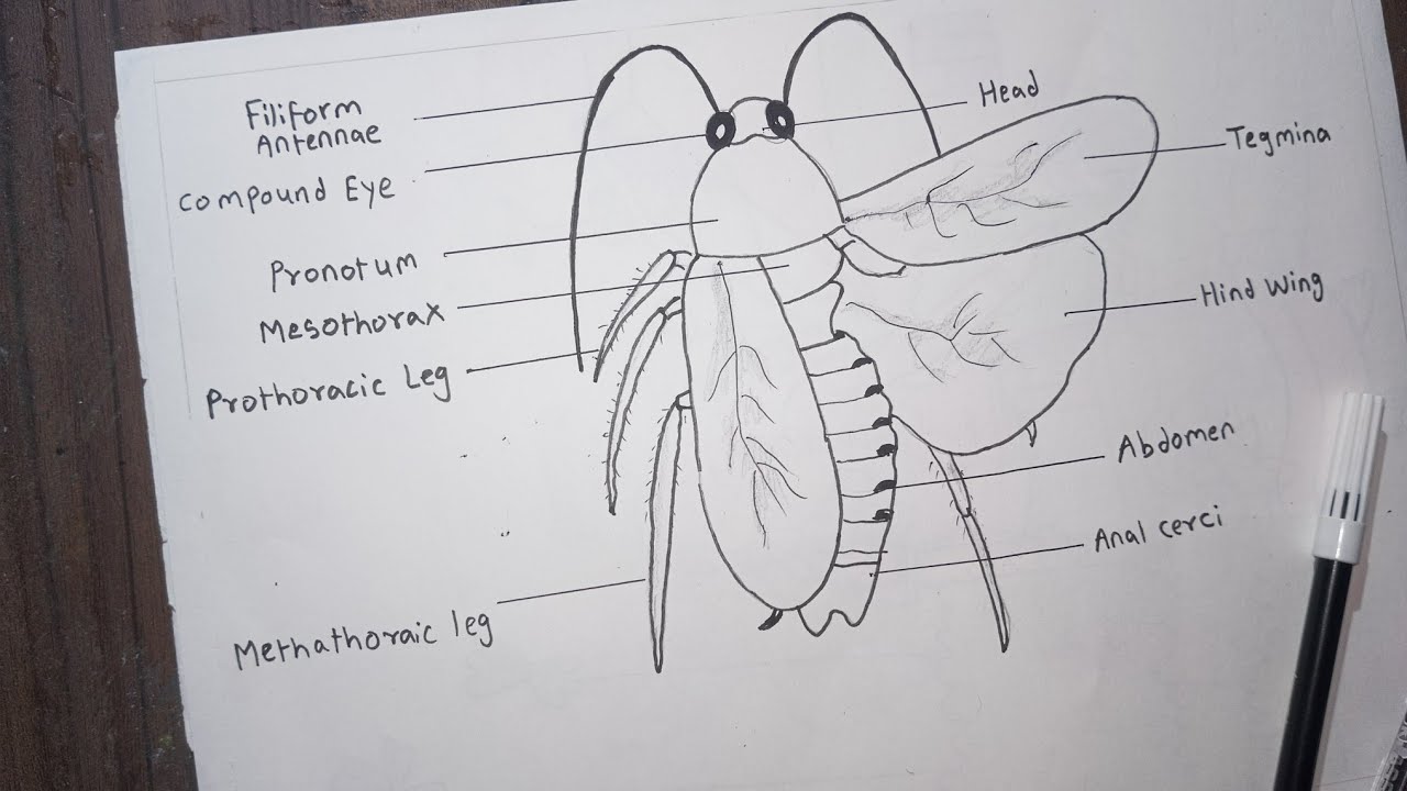 Cockroach Drawing Label Anatomy Of Cockroach | Label Diagram Of Cockroach | Parts Of Cockroach ...