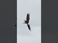 Eagle Sound Eagle Kalugu Hunting Nature Animalssounds Shorts