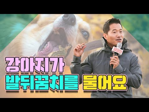강아지가 발뒤꿈치를 계속 물어요!｜2019 댕댕이페스티벌